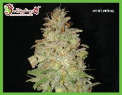 Chocolate Orange Auto Feminised Seeds by Dr Krippling