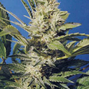 Chocolate Chunk Feminised Seeds by T.H. Seeds