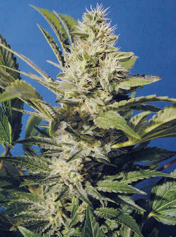 Chocolate Chunk Feminised Seeds by T.H. Seeds