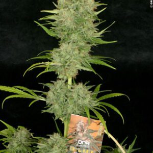 Chocolope Feminised Seeds by DNA Genetics