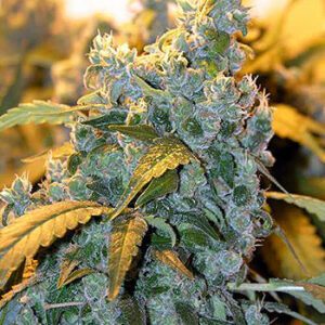 Chronic Regular Seeds by Serious Seeds