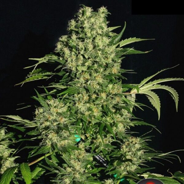 Chronic Feminised Seeds by Serious Seeds
