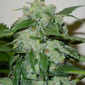 Chronic Ryder Auto Feminised Seeds by Doctor's Choice