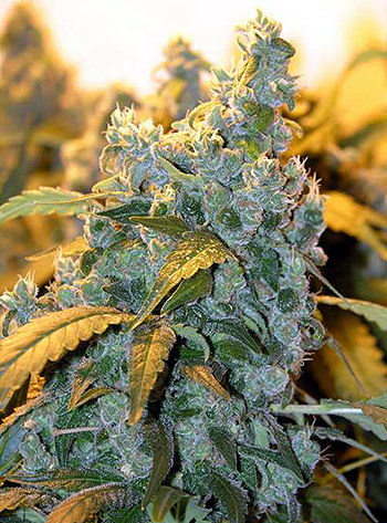 Chronic Regular Seeds by Serious Seeds
