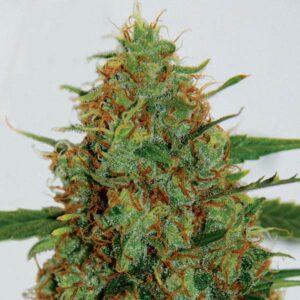 C99 Feminised Seeds by G13 Labs