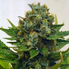 Cinderella XX FEMINISED Seeds by Brothers Grimm