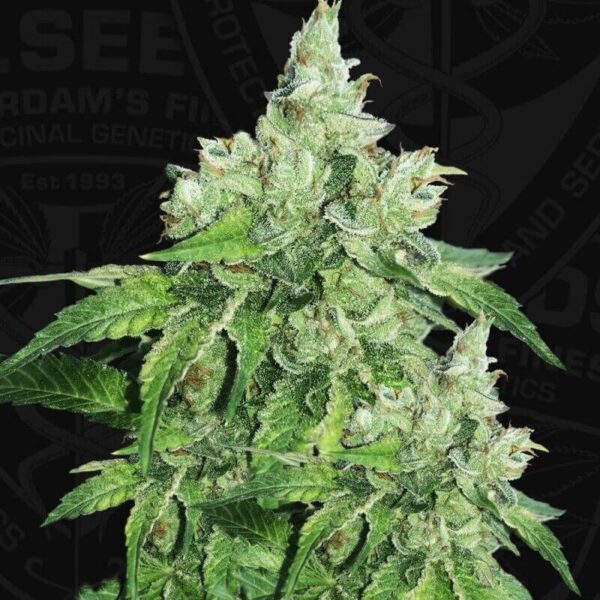 Citron Givré (Birthday Cake Selected) Feminised Seeds by T.H. Seeds