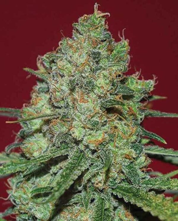 Clinical White CBD Feminised Seeds by Expert Seeds