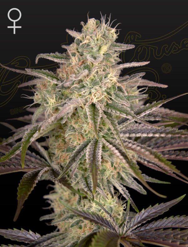 Cloudwalker Feminised Seeds by Greenhouse Seed Co.