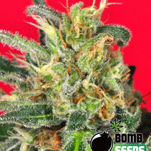 Cluster Bomb Feminised Seeds by Bomb Seeds