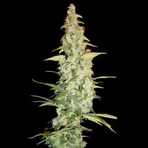 Cole Train Feminised Seeds by DNA Genetics