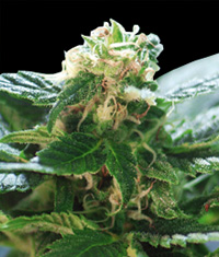 Colombian Gold Feminised Seeds by World of Seeds