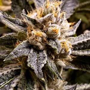 Confidential Purp Feminised Seeds by Grand Daddy Genetics