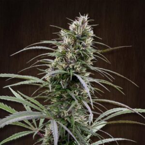 Congo Feminised Seeds by Ace Seeds