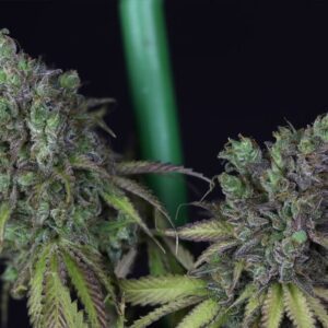 Cookies Chill CBD 2:1 Feminised Seeds by Seedsman