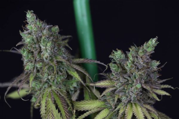 Cookies Chill CBD 2:1 Feminised Seeds by Seedsman