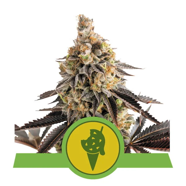 Cookies Gelato Auto Feminised Seeds by Royal Queen Seeds