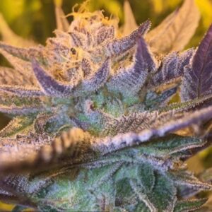 Girl Scout Cookies Auto Feminised Seeds by Garden Of Green