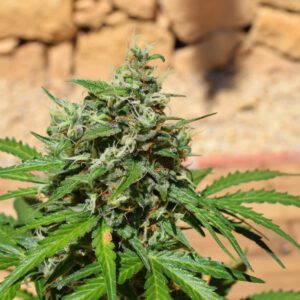 Cookies 'n' Cream Auto Feminised Seeds by Garden Of Green