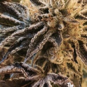 Corleone Kush Regular Seeds by Cali Connection