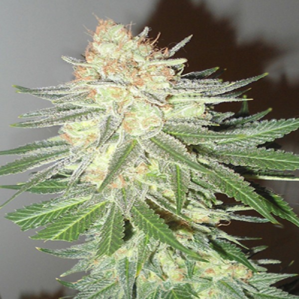 Cotton Candy Cane Feminised Seeds by Emerald Triangle