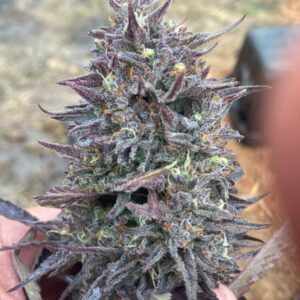 Cotton GMO Auto Feminised Seeds by Atlas Seed