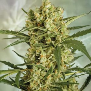 Crackers Feminised Seeds by Super Strains