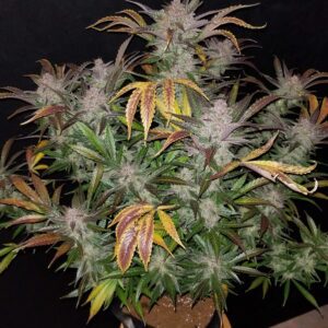 Cream Cookies Auto Feminised Seeds by FastBuds