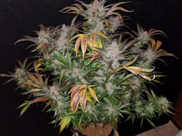 Cream Cookies Auto Feminised Seeds by FastBuds
