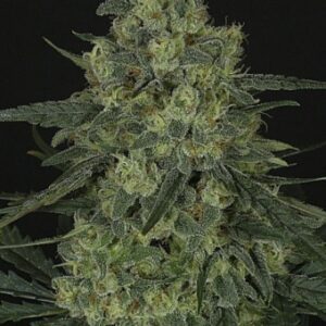 Criminal Feminised Seeds by Ripper Seeds
