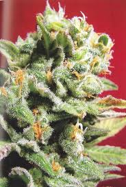 Cristal Limit Feminised Seeds by KC Brains
