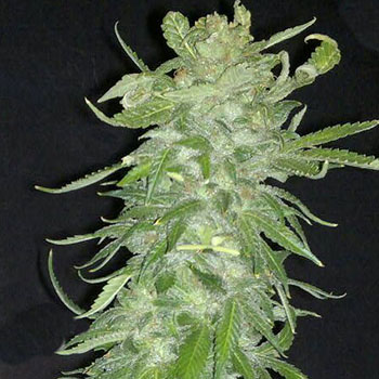 Cristal Paradise Feminised Seeds by KC Brains