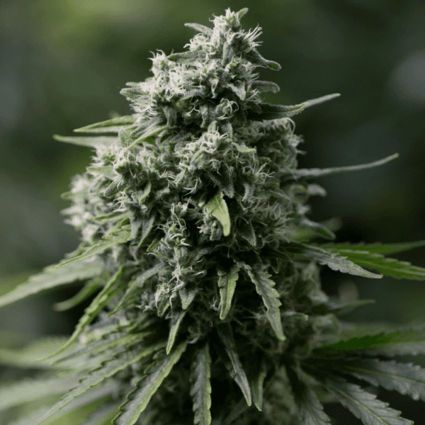 Critical+ 2.0 Feminised Seeds by Silent Seeds