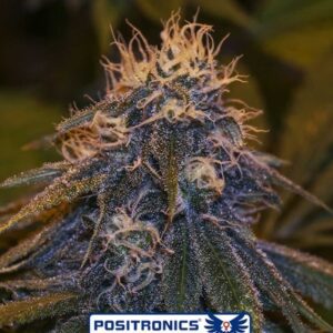 Critical #47 Express Auto Feminised Seeds by Positronics
