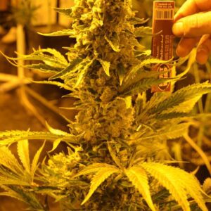 Critical 707 Feminised Seeds by Emerald Triangle