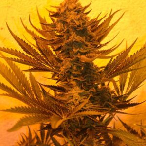 Critical 707 CBD Feminised Seeds by Emerald Triangle