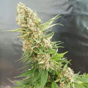 Critical Gorilla Feminised Seeds by Expert Seeds