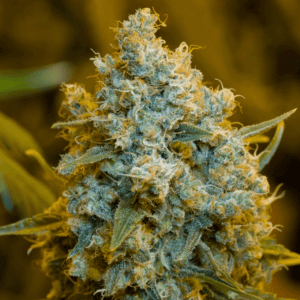 Critical Jack Feminised Seeds by Silent Seeds