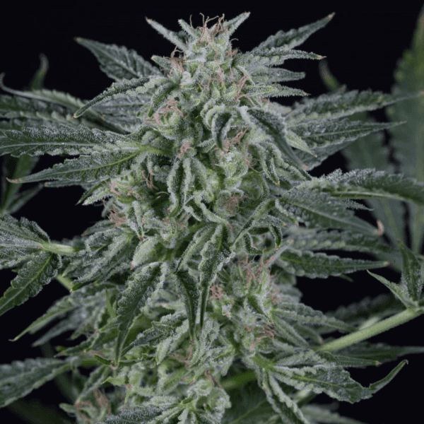 Critical Jack Auto Feminised Seeds by Silent Seeds