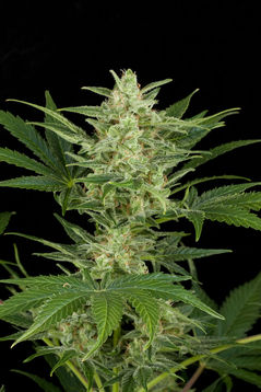 Critical Jack Auto Feminised Seeds by Dinafem