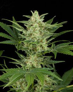 Critical Jack Auto Feminised Seeds by Dinafem
