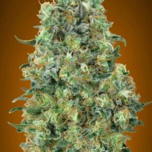 Critical Mass Feminised Seeds by Advanced Seeds