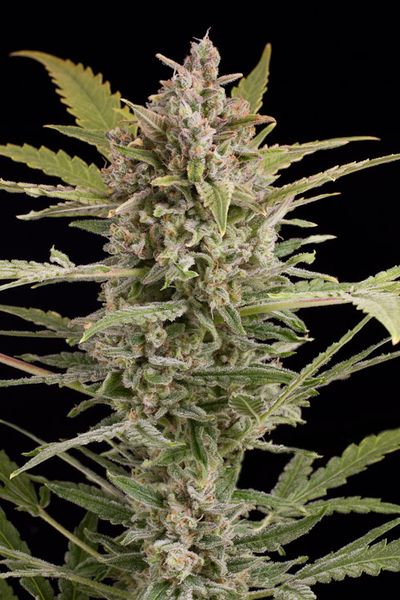 Critical + 2.0 Auto Feminised Seeds by Dinafem