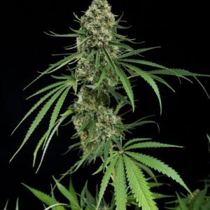Critical + Feminised Seeds by Dinafem