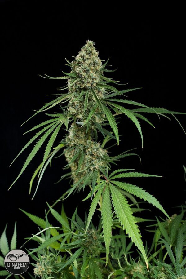 Critical + Feminised Seeds by Dinafem