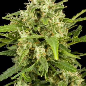 Critical + Auto Feminised Seeds by Dinafem