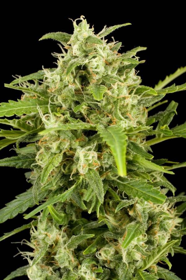 Critical + Auto Feminised Seeds by Dinafem
