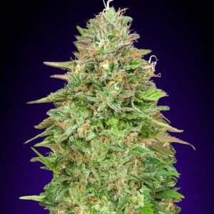 Critical Poison FAST Feminised Seeds by 00 Seeds