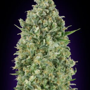 Critical Poison Feminised Seeds by 00 Seeds