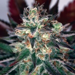 Critical Relief CBD Feminised Seeds by Garden Of Green
